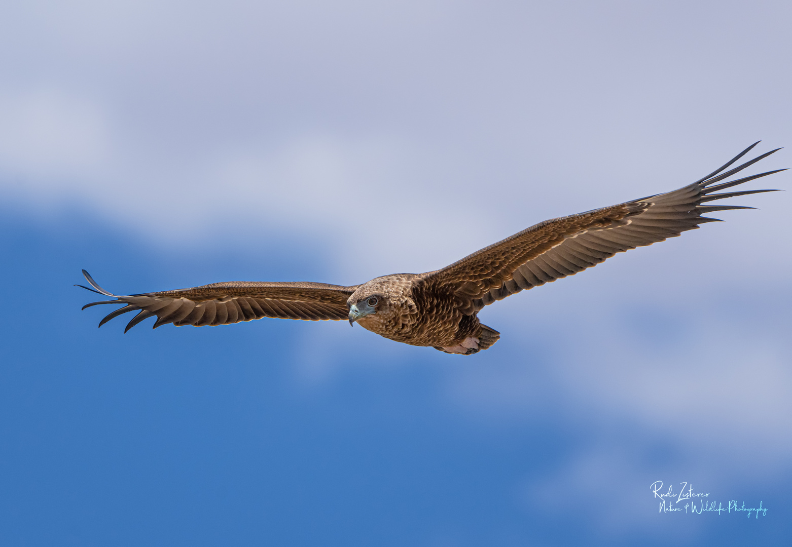 Junger Bateleur-Eagle (Gaukler)