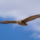 Junger Bateleur-Eagle (Gaukler)