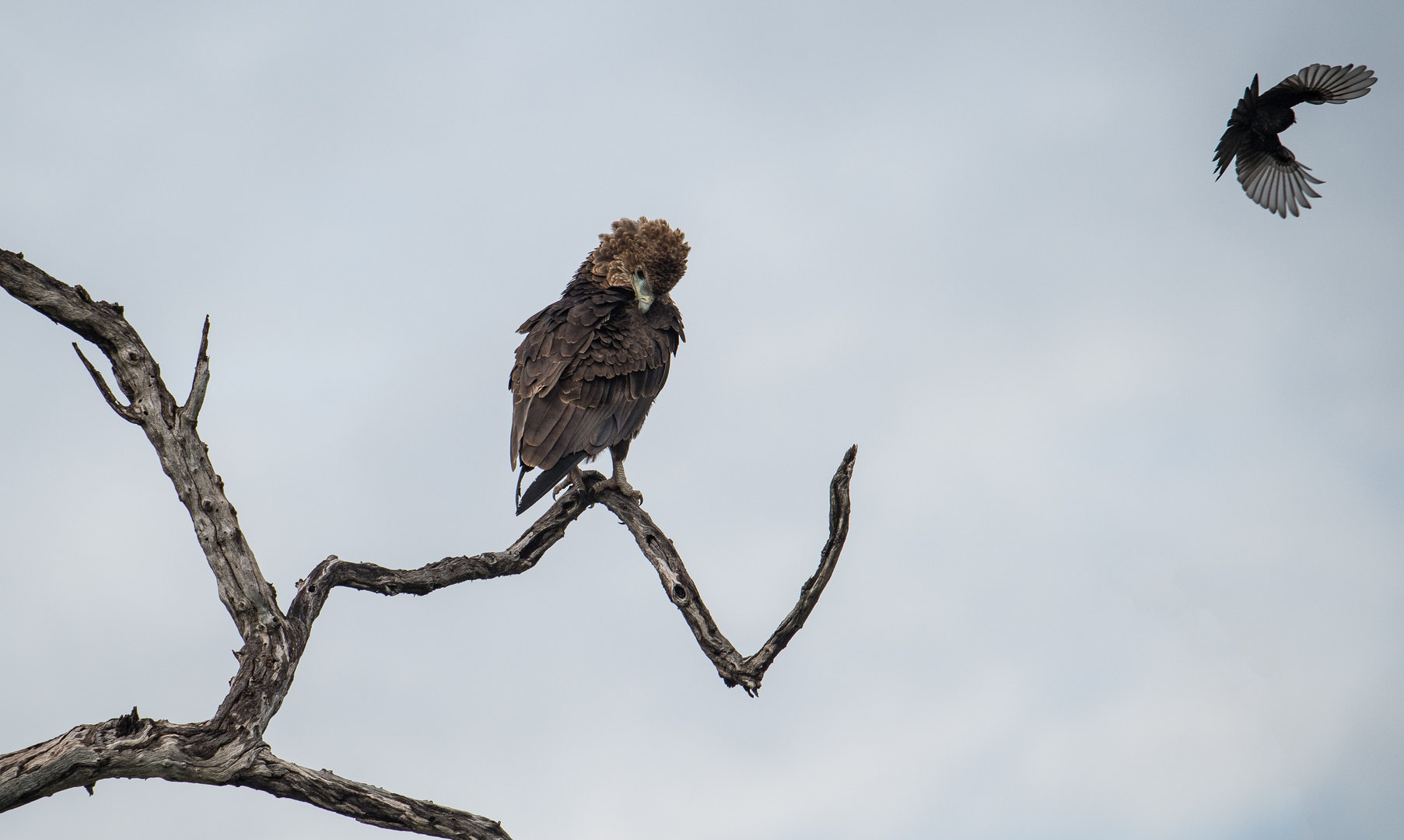 Junger Bateleur im Okavango Delta