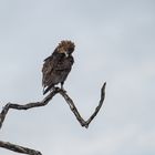 Junger Bateleur im Okavango Delta