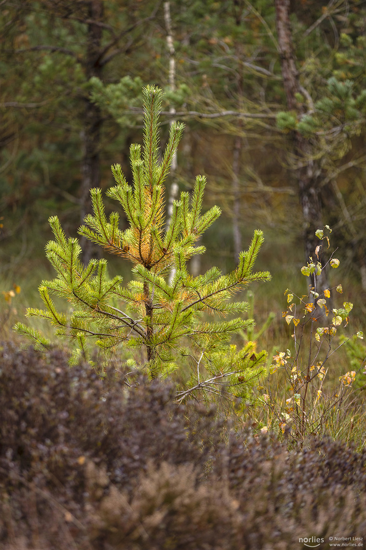 Junger Baum