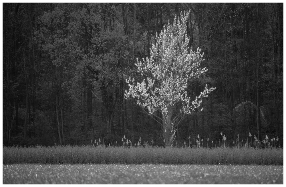 Junger Baum im Gegenlicht