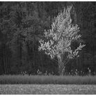 Junger Baum im Gegenlicht