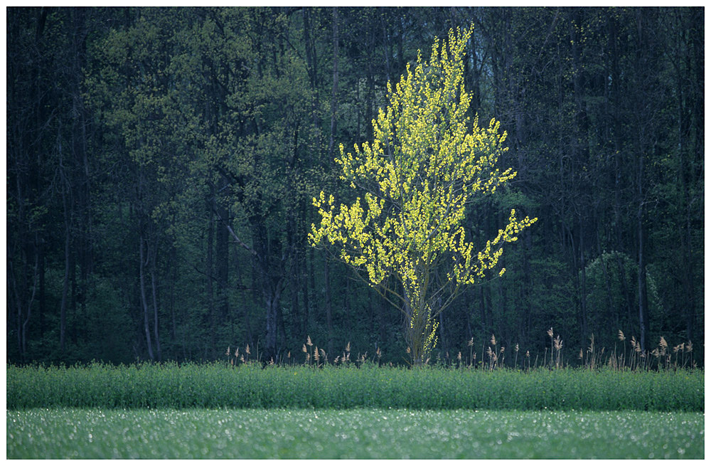 Junger Baum im Gegenlicht II