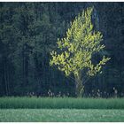 Junger Baum im Gegenlicht II