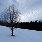 Junger Baum mit Aussicht