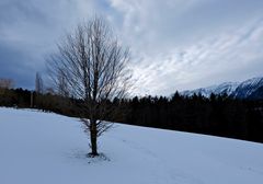 Junger Baum mit Aussicht