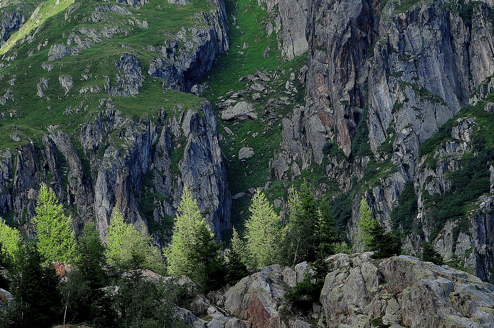 Junger Baumwuchs im Abendlicht