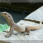 Junger Bengalwaran (Bengal Monitor, Varanus bengalensis)