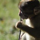 Junger Berberaffe im Naturzoo Rheine