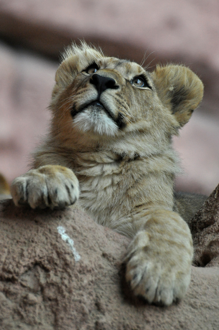 Junger Berberlöwe aus dem Zoo Hannover