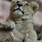 Junger Berberlöwe aus dem Zoo Hannover