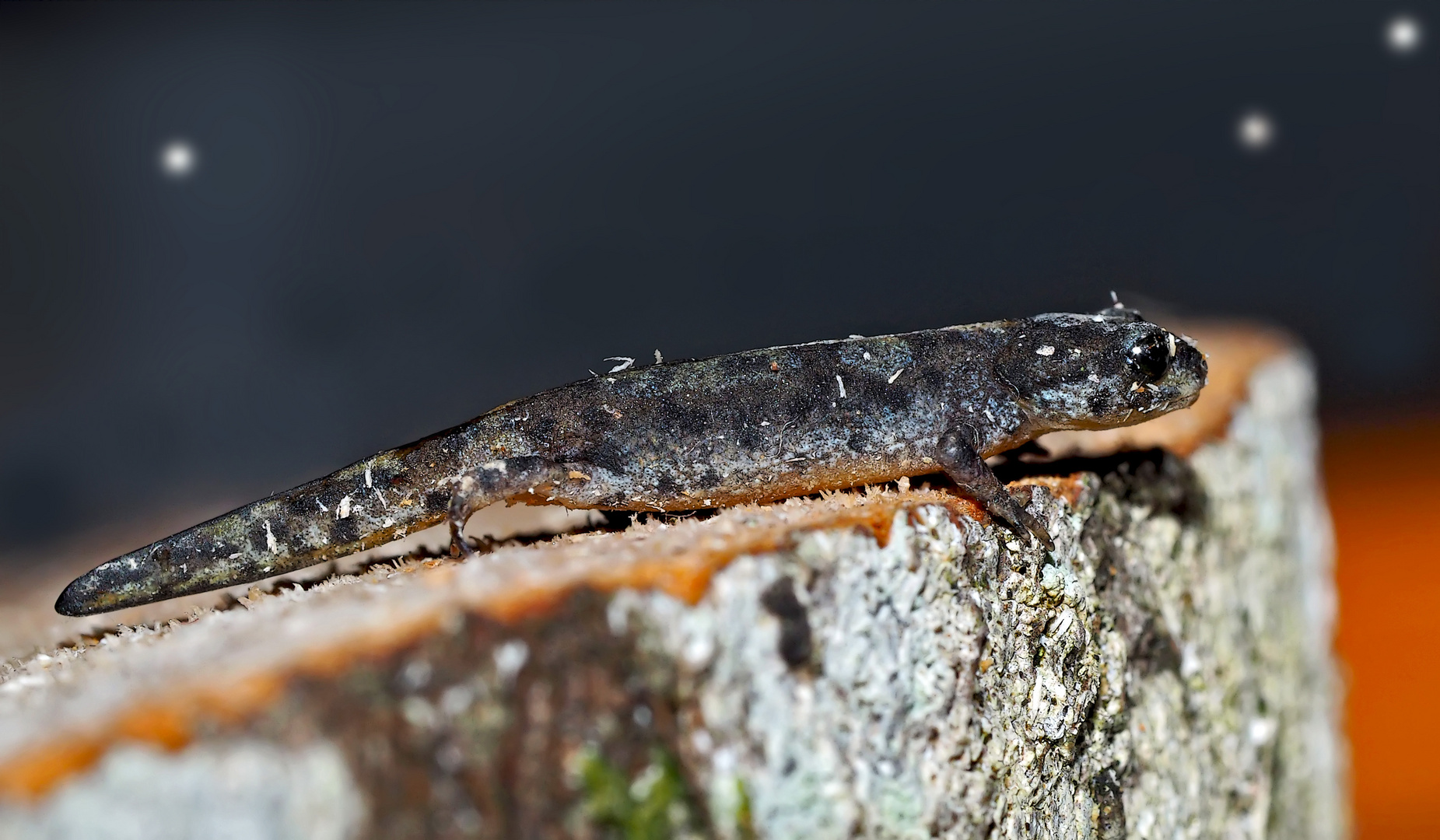 Junger Berg- oder Alpenmolch (Ichthyiosaura alpestris)* - Jeune triton alpestre.