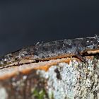 Junger Berg- oder Alpenmolch (Ichthyiosaura alpestris)* - Jeune triton alpestre.