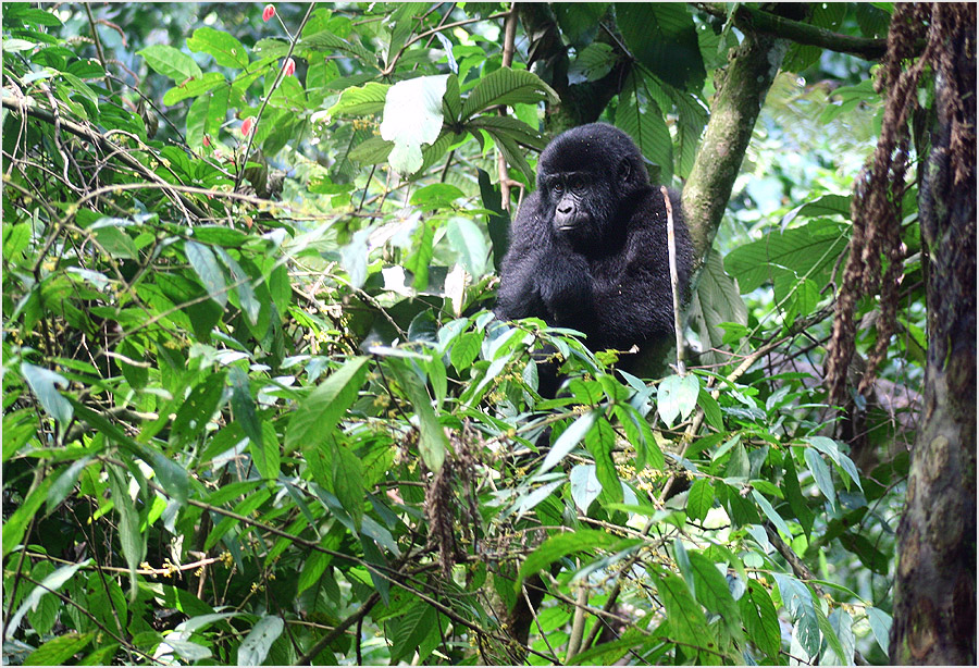 Junger Berggorilla, Bwindi NP, Uganda