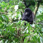 Junger Berggorilla, Bwindi NP, Uganda