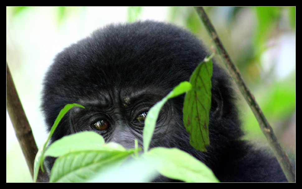 Junger Berggorilla, Bwindi NP, Uganda