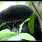 Junger Berggorilla, Bwindi NP, Uganda