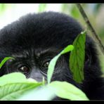 Junger Berggorilla, Bwindi NP, Uganda