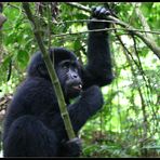 Junger Berggorilla im Bwindi Impenetrable NP, Uganda