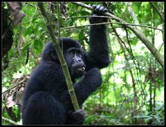 Junger Berggorilla im Bwindi Impenetrable NP, Uganda