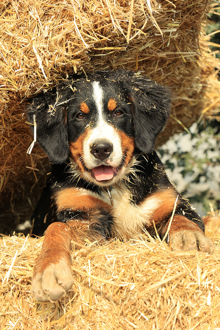  junger Berner Sennen Hund