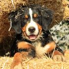  junger Berner Sennen Hund