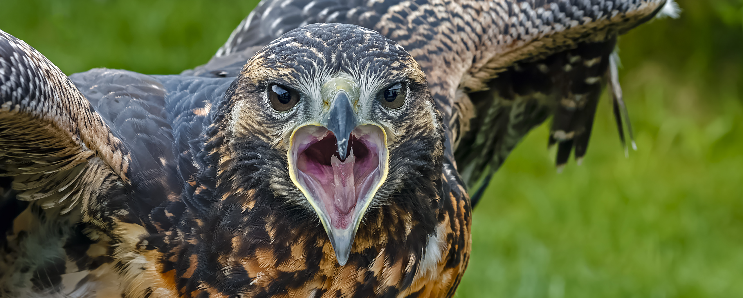 Junger Blaubussard