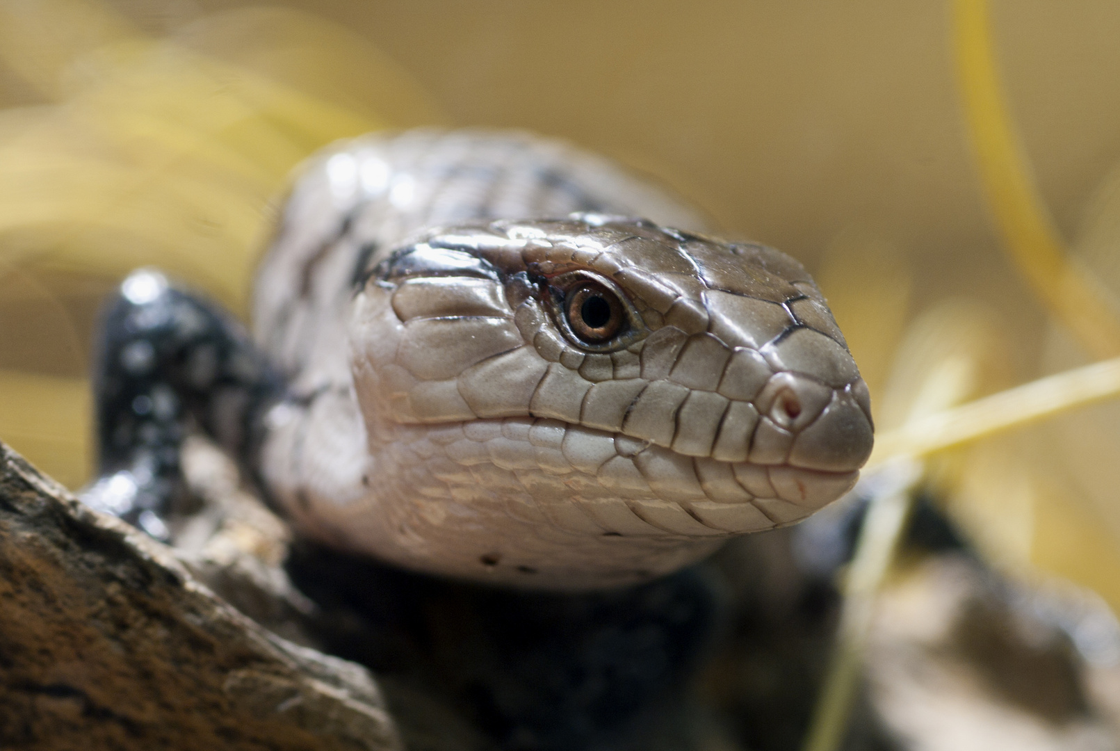 Junger Blauzungenskink - fotografiert in der Reptilienausstellung