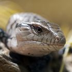 Junger Blauzungenskink - fotografiert in der Reptilienausstellung