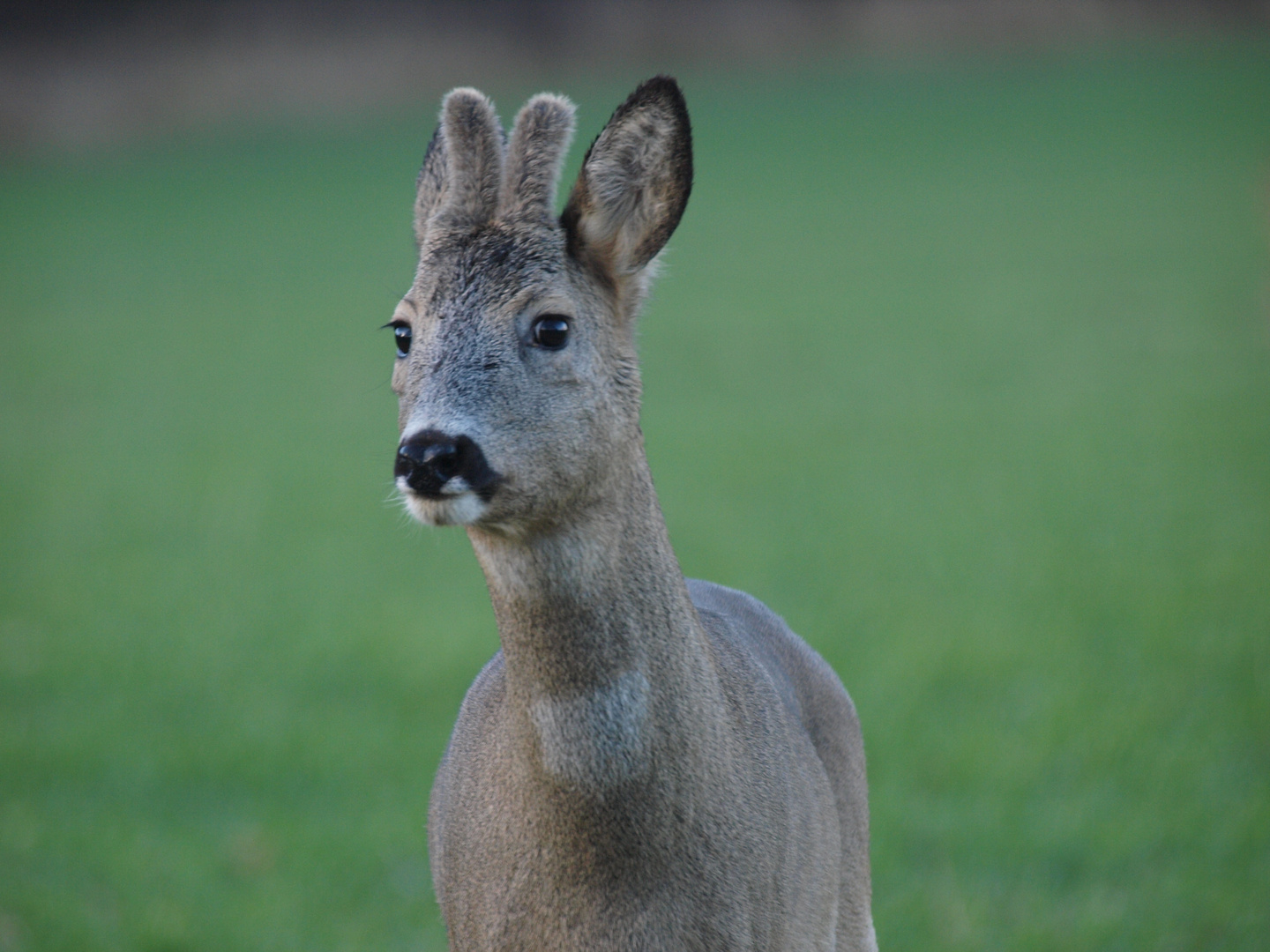 junger Bock