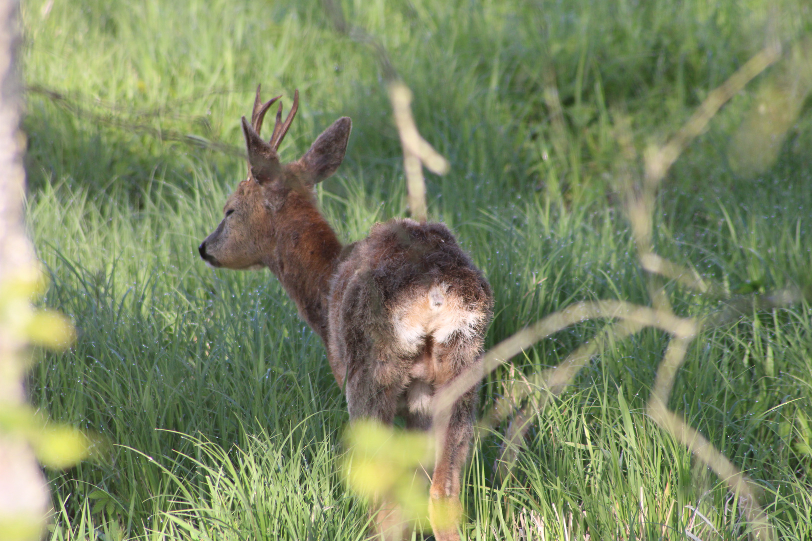 Junger Bock