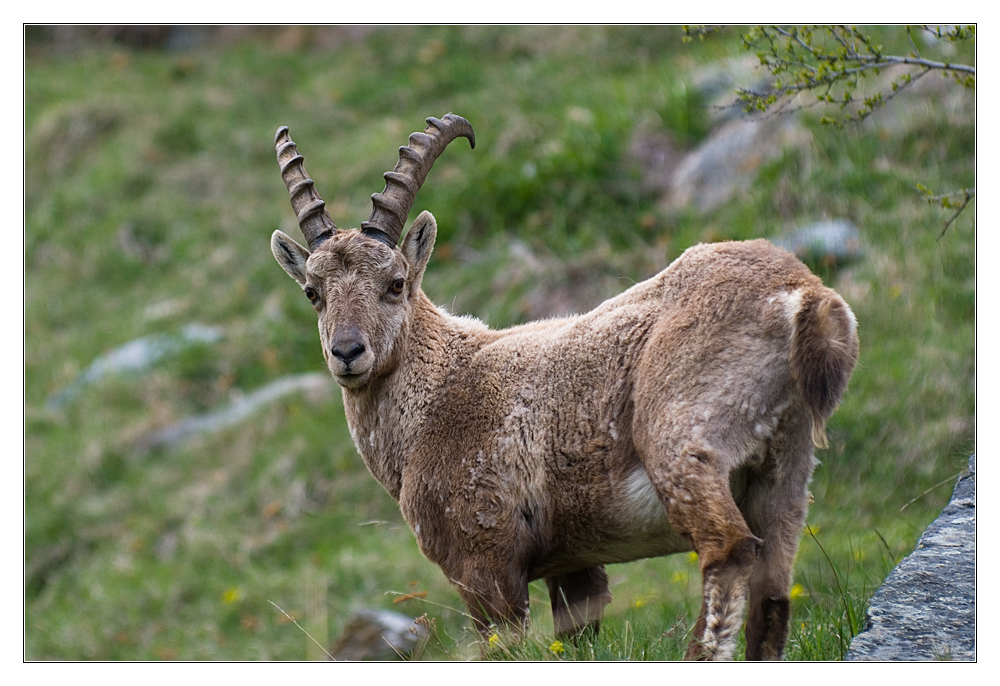 Junger Bock