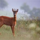 Junger Bock