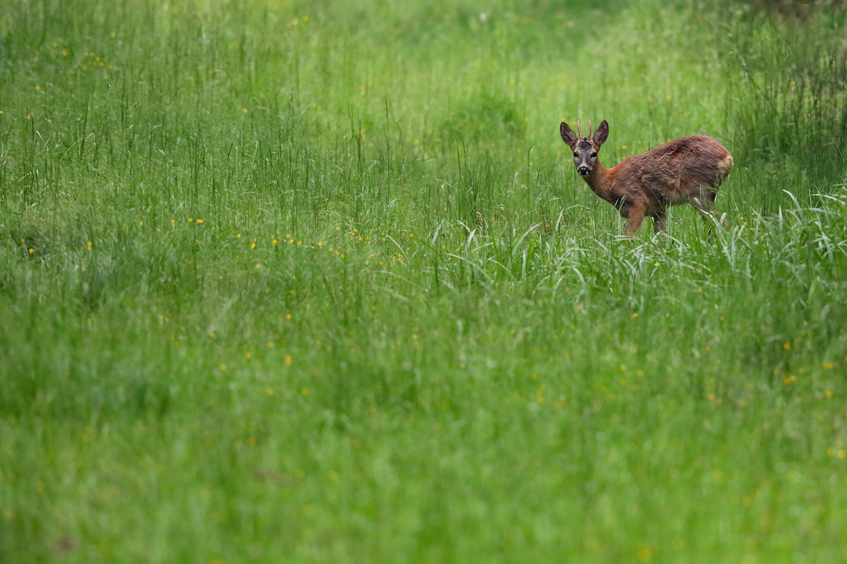 Junger Bock