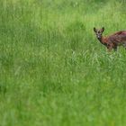 Junger Bock