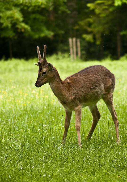 Junger Bock