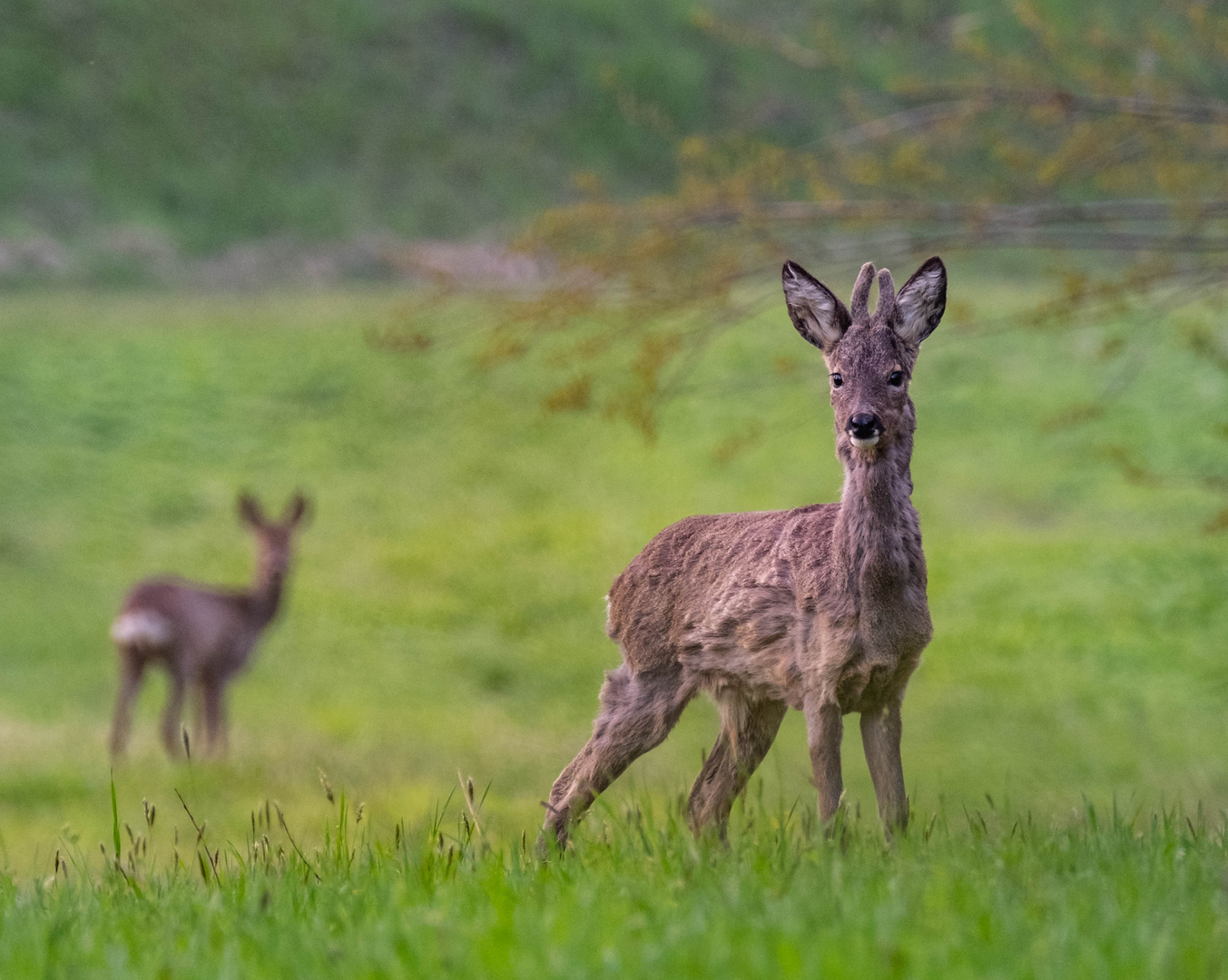 junger Bock