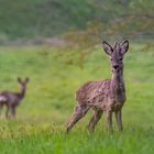 junger Bock