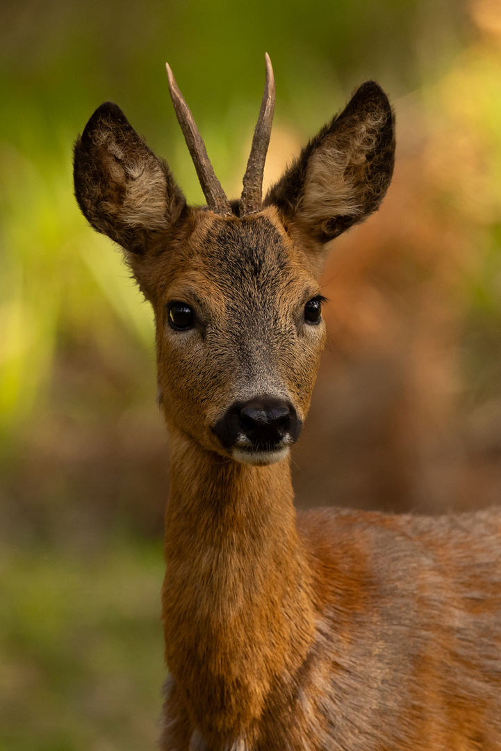 Junger Bock