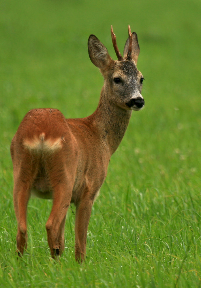 junger Bock am Morgen