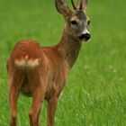 junger Bock am Morgen