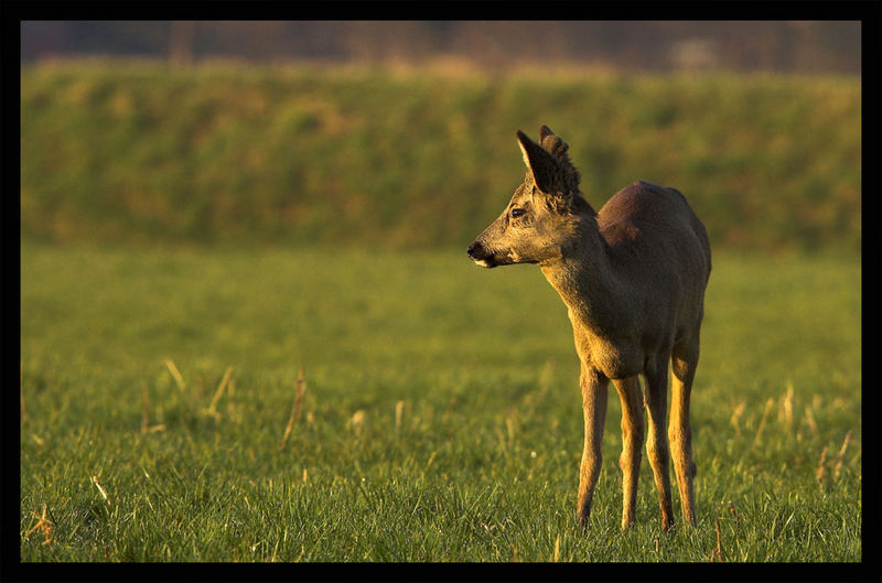 Junger Bock