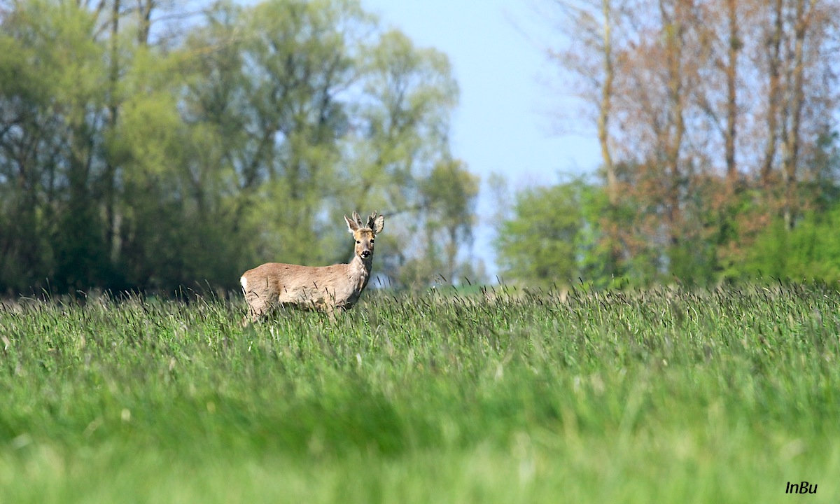 junger Bock