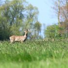 junger Bock