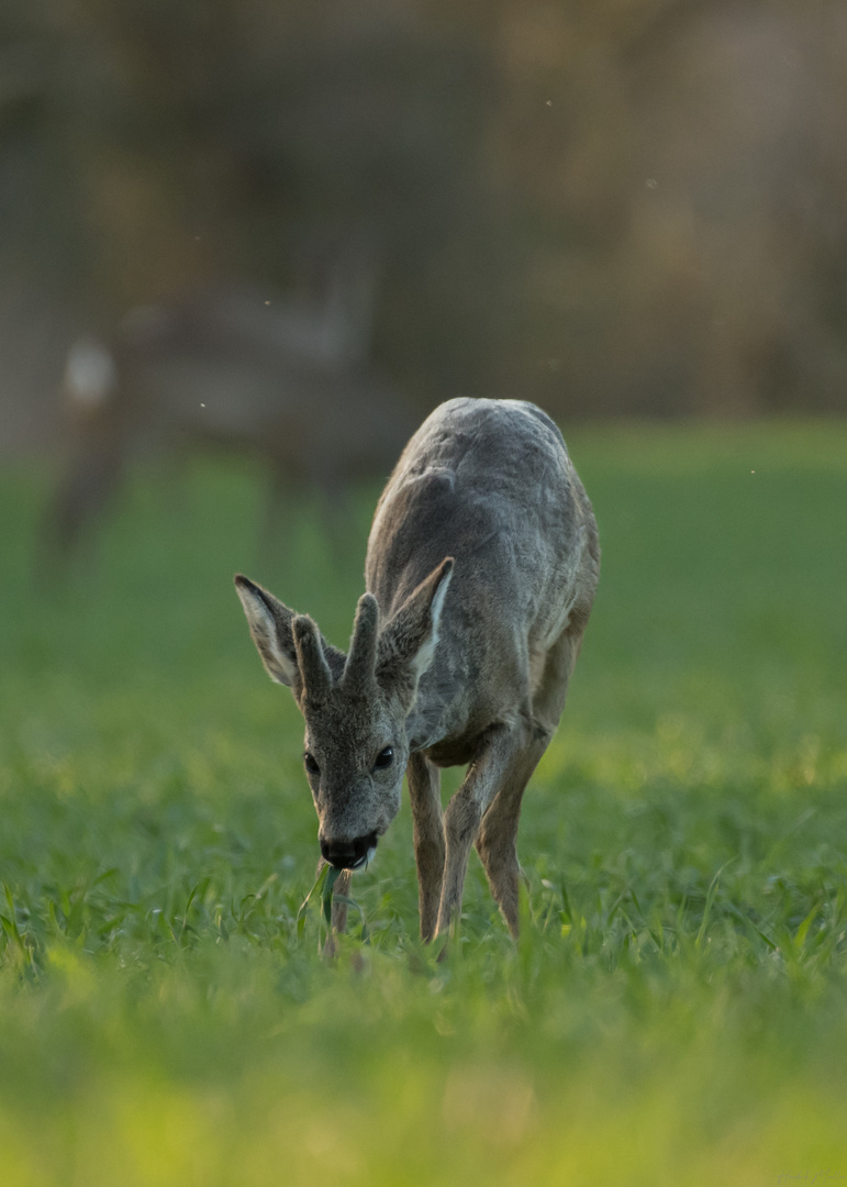 Junger Bock beim Grasen