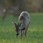 Junger Bock beim Grasen