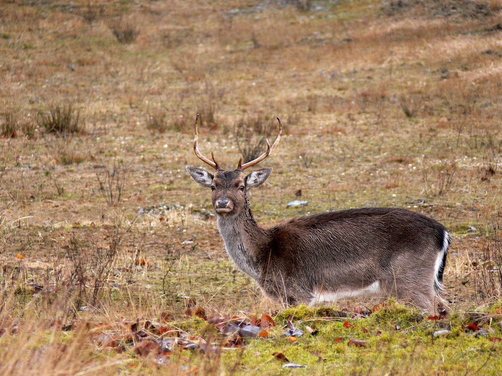 junger bock