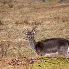 junger bock