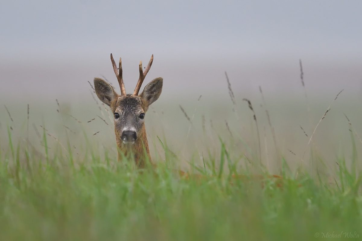 Junger Bock